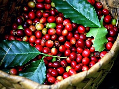 Giá cà phê hôm nay 24.8.2025: Trong nước lập đỉnh, thế giới bứt phá mạnh