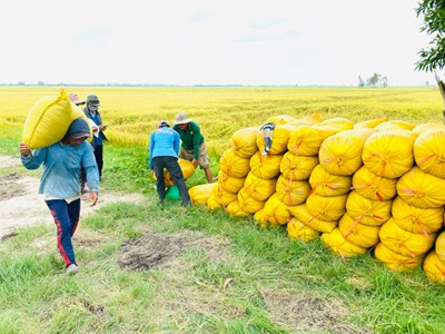 Giá nông sản hôm nay 24.8.2025: Hồ tiêu tiếp đà tăng, cà phê giữ kỷ lục, gạo ổn định