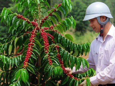 Giá cà phê hôm nay 25.8.2025: Nội địa vững vàng, quốc tế tăng tốc