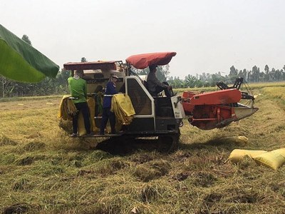Giá nông sản hôm nay 25.8.2025: Hồ tiêu khởi sắc, cà phê giữ đỉnh