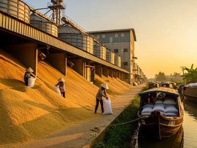 Giá gạo hôm nay 29.8.2025: Xuất khẩu giữ đỉnh