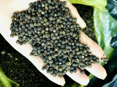 Giá hồ tiêu hôm nay 30.8.2025: Tăng mạnh vượt mốc 155.000 đồng/kg