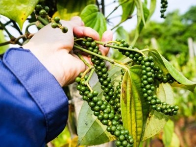 Giá hồ tiêu hôm nay 31.8.2025: Quay đầu giảm nhẹ từ mức cao kỷ lục