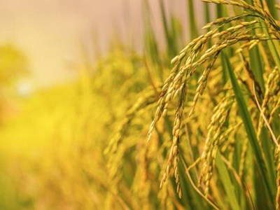 Giá gạo hôm nay 1.9.2025: Gạo nguyên liệu ổn định, xuất khẩu giữ vững đỉnh