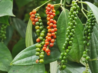 Giá hồ tiêu hôm nay 1.9.2025: Duy trì vùng cao 151.000–152.000 đồng/kg