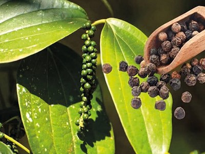 Giá hồ tiêu hôm nay 2.9.2025: Tăng mạnh trong ngày Đại lễ Quốc khánh