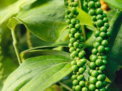 Giá hồ tiêu hôm nay 3.9.2025: Tăng đồng loạt, cán mốc 154.000 đồng/kg