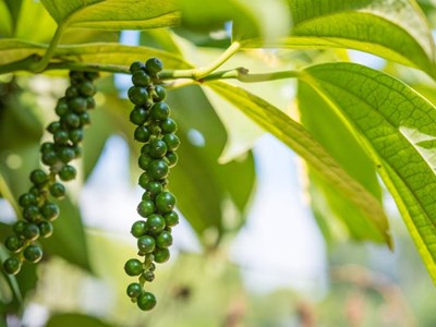 Giá hồ tiêu hôm nay 7.9.2025: Ổn định sau chuỗi tăng