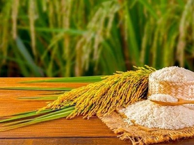 Giá lúa gạo hôm nay 7.9.2025: Nội địa giảm, xuất khẩu giữ vững