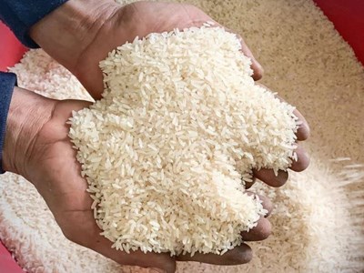 Giá lúa gạo hôm nay 11.9.2025: Giao dịch chậm, giá đi ngang