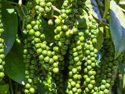 Giá hồ tiêu hôm nay 12.9.2025: Giảm nhẹ trong nước, xuất khẩu tăng mạnh