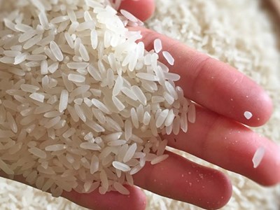 Giá lúa gạo hôm nay 12.9.2025: Giá lúa giữ vững, gạo thơm xuất khẩu gặp khó