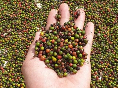 Giá hồ tiêu hôm nay 13.9.2025: Giảm nhẹ, vẫn giữ mốc trên 147.000 đồng/kg