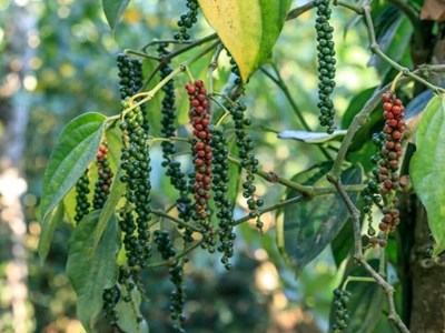 Giá hồ tiêu hôm nay 14.9.2025: Xuất khẩu vững đà, nội địa giữ giá cao