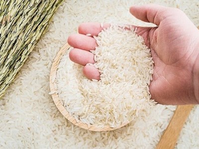 Giá lúa gạo ngày 14.9.2025: Xuất khẩu giảm, trong nước chững lại