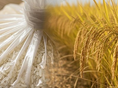 Giá lúa gạo hôm nay 16.9.2025: Ổn định trong nước, xuất khẩu giảm nhẹ