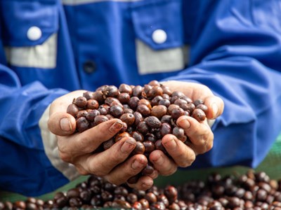 Giá cà phê hôm nay 24.9.2025: Biến động trái chiều