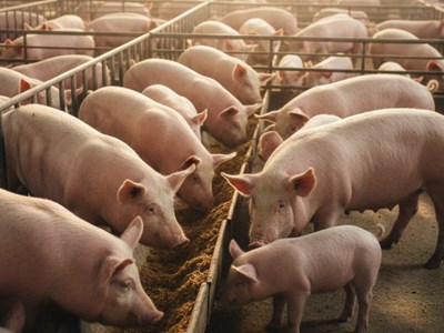 Giá heo hơi hôm nay 4.10: Giảm mạnh ở miền Trung