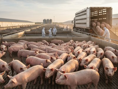 Giá heo hơi hôm nay 6.10: Dao động quanh 51.000 – 54.000 đồng/kg