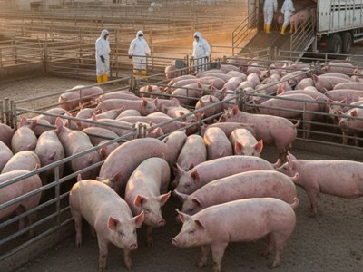 Giá heo hơi hôm nay 7.10: Miền Trung giảm mạnh