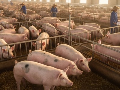 Giá heo hơi hôm nay 13.10: giảm tại nhiều tỉnh