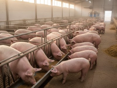 Giá heo hơi hôm nay 2.12: Tăng vọt lập đỉnh mới