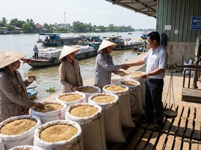 Giá lúa gạo hôm nay 2.12: Thị trường “lặng sóng”, giá cám giảm nhẹ