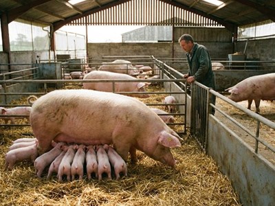 Giá heo hơi hôm nay 3.12: tiếp tục tăng, tiến sát 58.000 đồng/kg