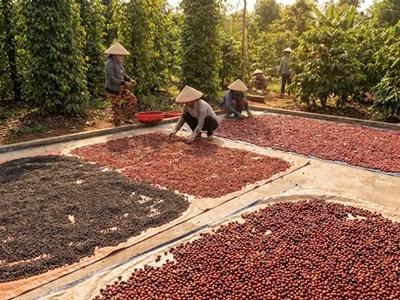 Giá hồ tiêu hôm nay 3.12: dao động 148.000–149.500 đồng/kg