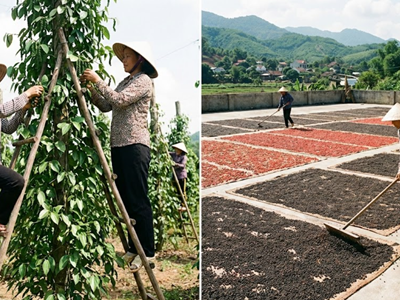 Giá hồ tiêu hôm nay 4.12: Giảm 500–1.000 đồng/kg