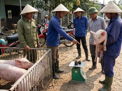 Giá heo hơi hôm nay 8.12: tăng mạnh, vượt 63.000 đồng/kg