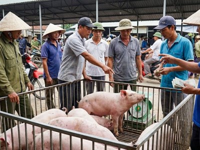 Giá heo hơi hôm nay 10.12: Nhu cầu tăng mạnh, giá khó giảm sâu