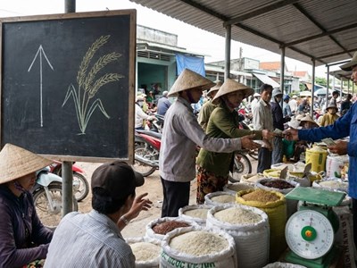 Giá lúa gạo hôm nay 10.12: Lúa neo cao, gạo thơm nhích nhẹ