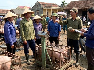 Giá heo hơi hôm nay 12.12: Tăng mạnh trước cao điểm cuối năm