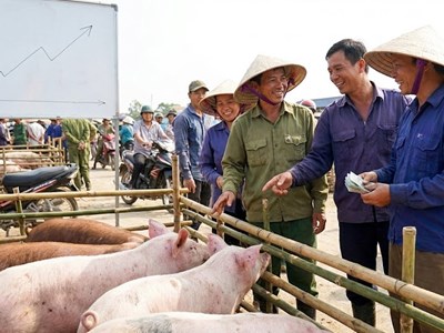 Heo hơi hôm nay 13.12: Giá tăng lan rộng khắp ba miền