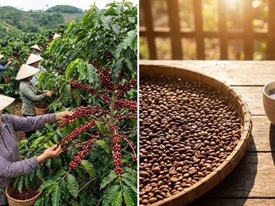 Giá cà phê hôm nay 14.12: Giữ mốc trên 101.000 đồng/kg