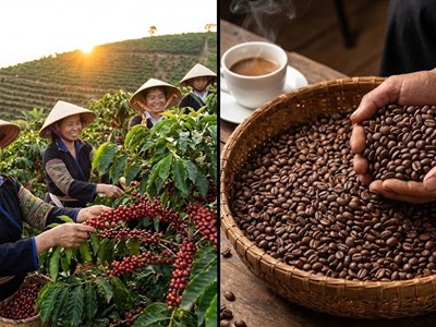 Giá cà phê hôm nay 15.12: Tăng nhẹ nhưng chưa bứt phá