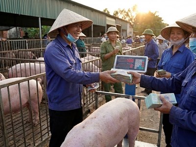 Giá heo hơi hôm nay 15.12: Giữ mốc 60.000-64.000 đồng/kg trên cả nước