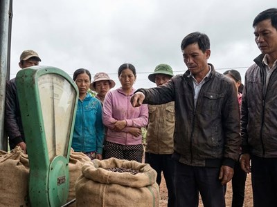 Giá cà phê hôm nay 16.12 giảm xuống dưới mốc 100.000 đồng/kg