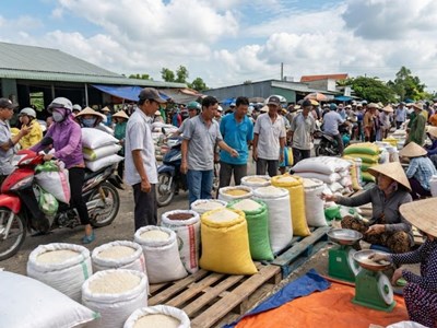 Giá lúa gạo hôm nay 18.12: Cuối vụ ổn định, chưa có biến động