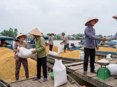 Giá lúa gạo hôm nay 19.12: Nguồn cung ổn định, sức mua chậm