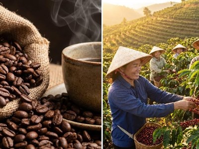 Giá cà phê hôm nay 20.12: Thấp ở quanh mốc 89.000 đồng/kg