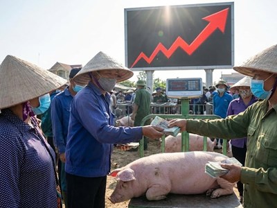 Giá heo hơi hôm nay 21.12: Miền Bắc neo mốc 67.000 đồng/kg