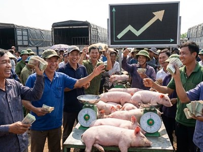 Giá heo hơi hôm nay 22.12: Miền Bắc áp sát mốc 70.000 đồng/kg