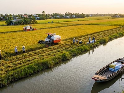 Giá lúa gạo hôm nay 24.12: Ổn định trên diện rộng