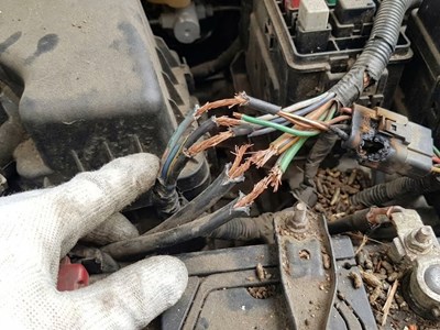 Khoang máy ô tô có thực sự là nơi chuột thích trú ẩn?