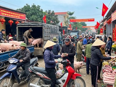 Giá heo hơi hôm nay 26.12: Vẫn cao, chưa có dấu hiệu hạ nhiệt