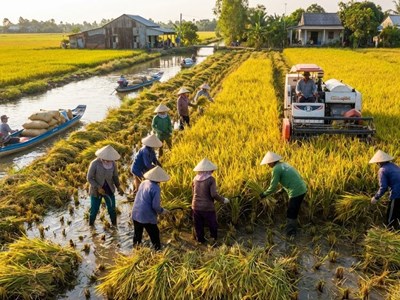 Giá lúa gạo hôm nay 26.12: Lúa ổn định, gạo xuất khẩu cạnh tranh