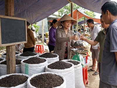Giá hồ tiêu hôm nay 29.12: Neo cao sát mốc 150.000 đồng/kg