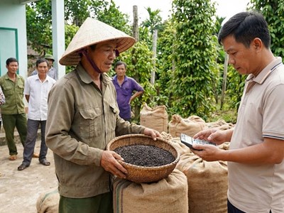 Giá hồ tiêu hôm nay 2.1: Còn giữ mốc 150.000 đồng/kg?